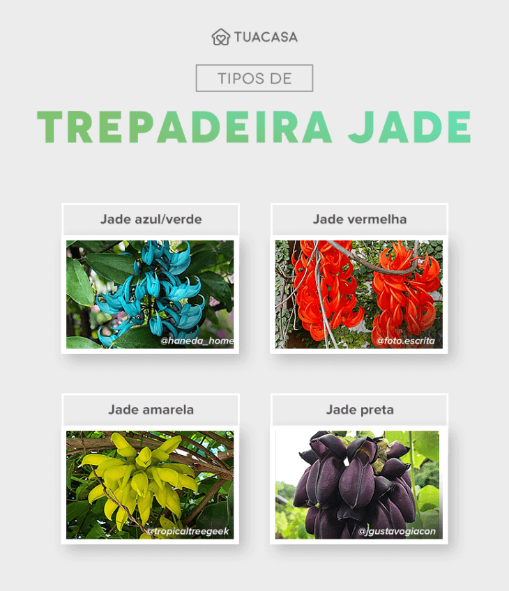 Enredadera de jade: consejos e ideas para cultivar esta planta en tu jardín