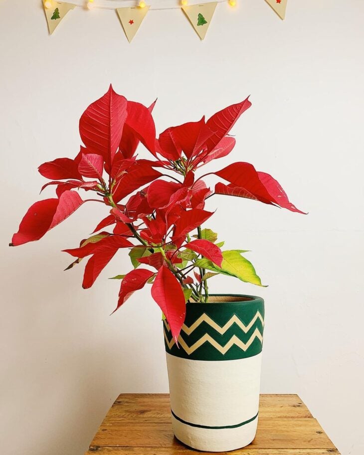 Flor navideña: 40 ideas de arreglos y consejos para cuidar la planta