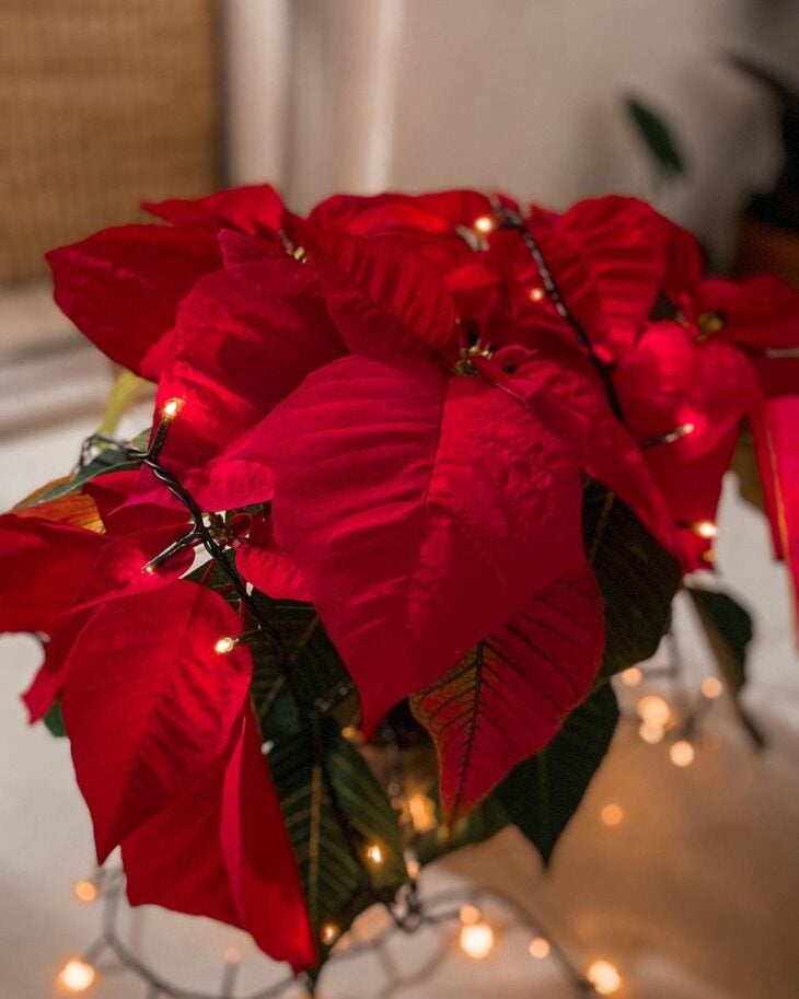 Flor navideña: 40 ideas de arreglos y consejos para cuidar la planta