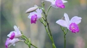 Orquídea blanca: cuidados y consejos para decorar tu hogar