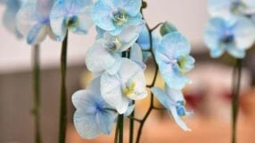 Orquídea blanca: cuidados y consejos para decorar tu hogar