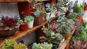 Terrario de suculentas: tutoriales e inspiraciones para tu mini jardín
