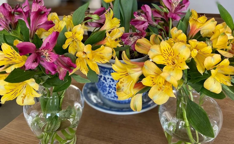Astromelia: cómo cuidar y 60 decoraciones con esta hermosa flor