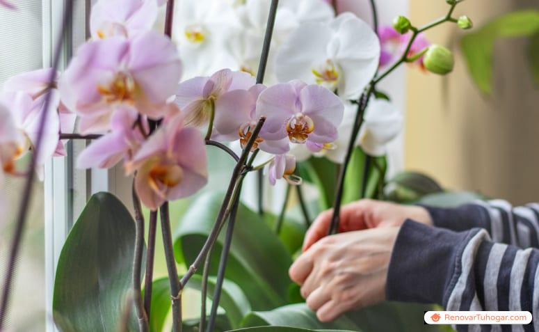 Cómo cuidar las orquídeas: 12 consejos para los amantes de las flores