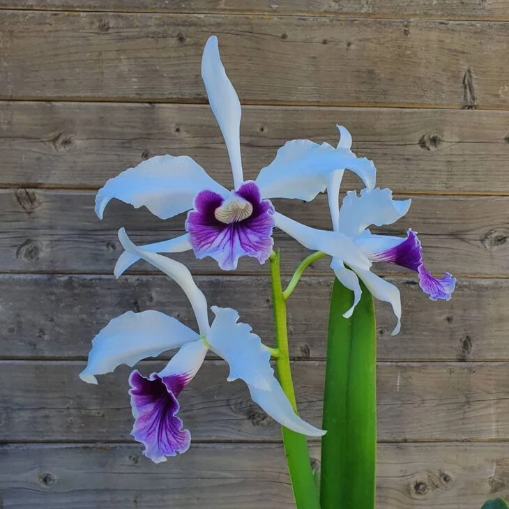 Tipos de orquídeas: descubre 23 especies para decorar tu hogar