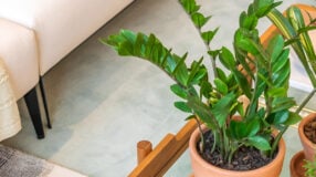 Croton: conoce los principales tipos y cuidados de esta planta