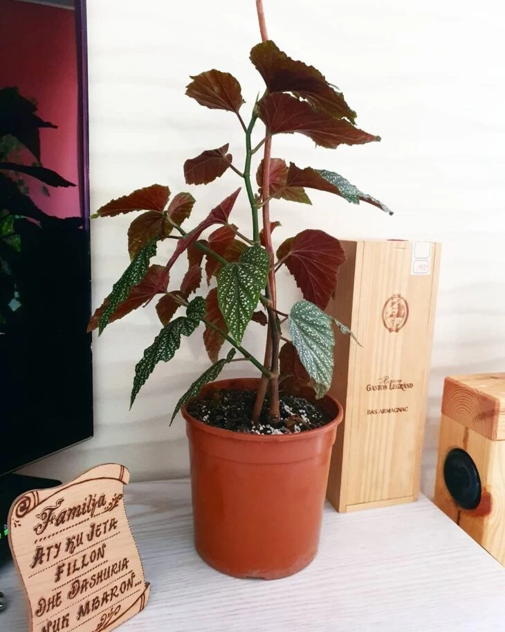 Begonia rex: cómo cuidar esta planta y usarla en decoración