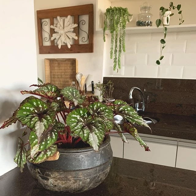 Begonia rex: cómo cuidar esta planta y usarla en decoración